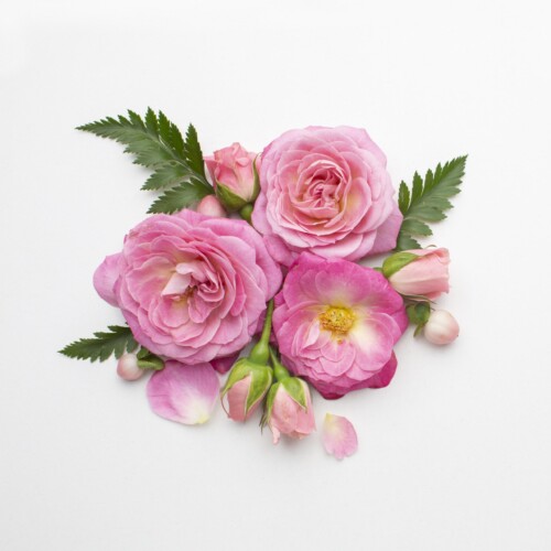 CEC - Rose Spark Fragrance
