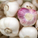 Plant ex garlic extract