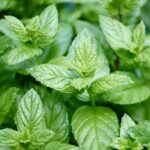 Plant ex peppermint flavour