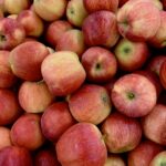 Apples to be processed for Bulk Apple Puree for Food Manufacturers.