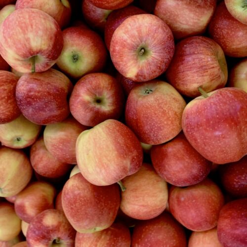 Apples to be processed for Bulk Apple Puree for Food Manufacturers.