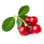 SonderJansen Organic Lingonberry 201005